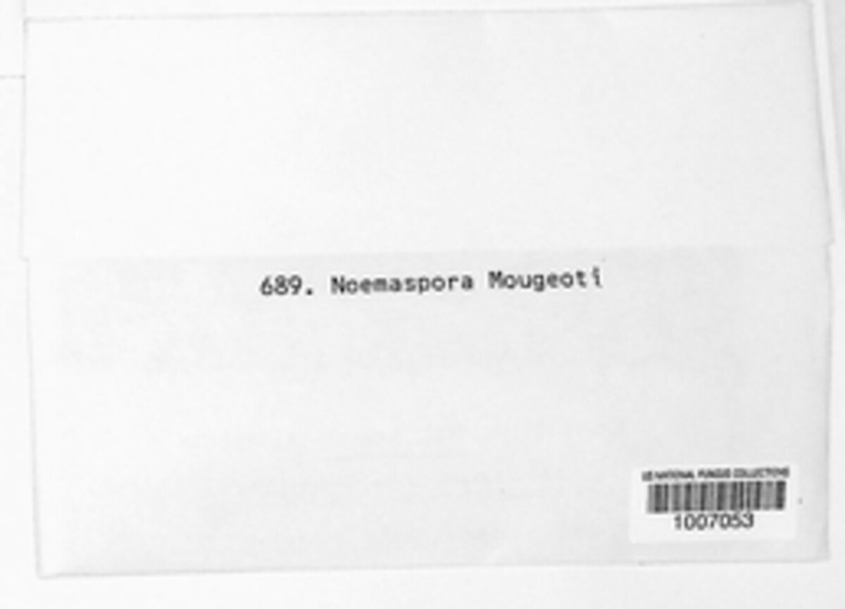 Naemaspora mougeotii image